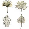 Four Seasons of Leaves (4-piece gift box)